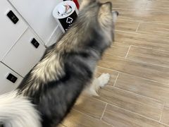 -李小姐の猫咖啡馆(五角场店)