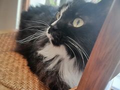 -有猫主题·治愈系猫咖(曾厝垵店)