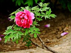 -莲花池公园