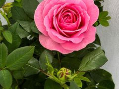 -龙大花卉苗木市场