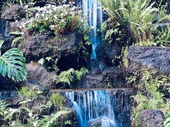 -深圳仙湖植物园