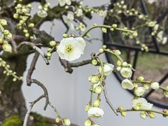 -香雪海