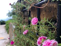 -呀诺达热带雨林