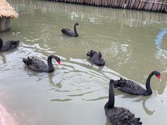 -苏州太湖西山岛开心农场