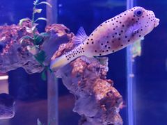 -太平洋海底世界