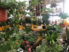 -秦美花卉(天朗·莱茵小城2期店)