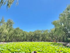 -阿尔丁植物园