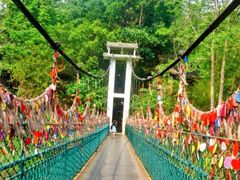 -西双版纳原始森林公园