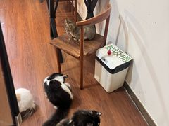 -楼上猫咖(罗湖店)