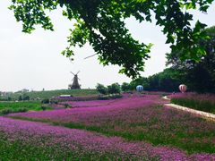 -大塘金香草谷