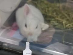 -瑞派名望24h动物医院异宠专科·猫专科·骨科·重症监护分院