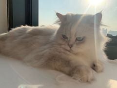 -猫腻·猫咖·撸猫馆(星光大道店)