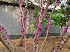 -玲珑塔公园