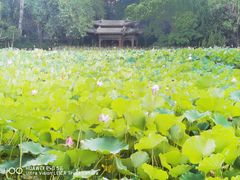 -莲湖公园