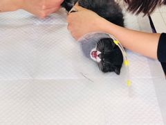 -中农大我爱我爱动物医院·核磁CT·猫病·24小时夜诊中心(石佛营店)