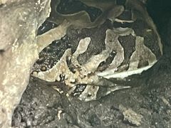 -广州长隆飞鸟乐园