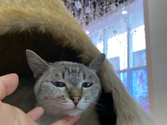 -藏猫猫咖啡主题馆(中央大道店)