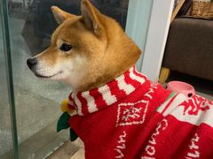 -柴迷FANS CLUB·柴犬狗咖·猫咖