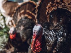 -陕西自然博物馆