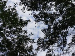 -都江堰中华大熊猫苑