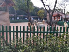-无锡动物园·太湖欢乐园