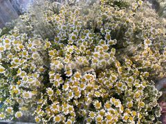 -循礼门鲜花花市(武汉循礼门店)