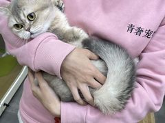 -青奢宠物·青奢猫舍