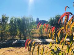 -永定河休闲森林公园