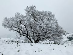 -帐篷客·溪龙茶谷度假酒店