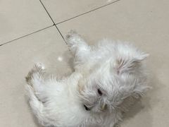 -宠福鑫动物医院(望京分院)