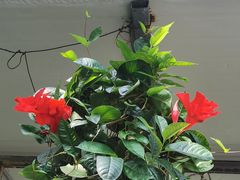 -溪岸路花鸟市场