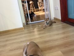 -柴犬小屋·柴餐厅·狗咖食堂(金鼎广场店)