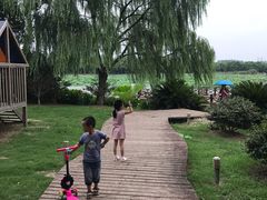-荷塘月色湿地公园·向阳花洲