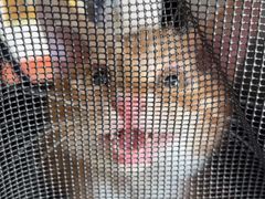 -瑞派福兴宠物医院犬猫全科·骨科·中西医结合(河东店)