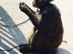 -中国扬子鳄村