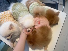 -怪兽屋·羊驼·猫咖·狗咖(俊华广场店)