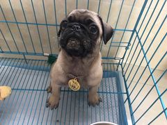 -翊宠yipet猫狗购宠庄园犬舍•猫舍