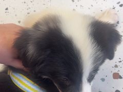 -瑞派康怡24h宠物医院·犬猫医疗中心·微创绝育(瑞景分院)