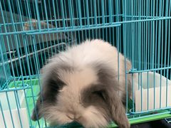 -青石桥花鸟鱼虫市场(叠翠城店)