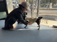 -顺强宠物诊所·狂犬免疫·夜诊·骨科(嘉定店)