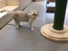 -飞行喵MR PILOT|猫舍·猫咖(静安大融城店)