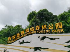 -西双版纳原始森林公园