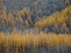 -塞罕坝国家级自然保护区