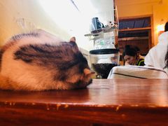-猫色咖啡·猫咖