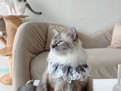 -怪兽屋·羊驼·猫咖·狗咖(俊华广场店)