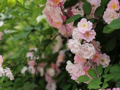 -白鹭湾湿地公园