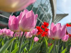 -石家庄市植物园