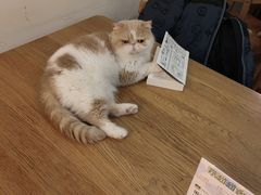 -滚猫咖啡·猫咖·猫友好撸猫(未来城店)