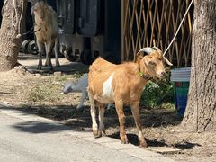 -马陆小张葡萄园农家乐