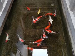 -鲤院·新中式美学·庭院餐厅(夫子庙店)
